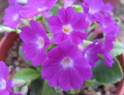 Primula 'Mrs Peggy Wilson'